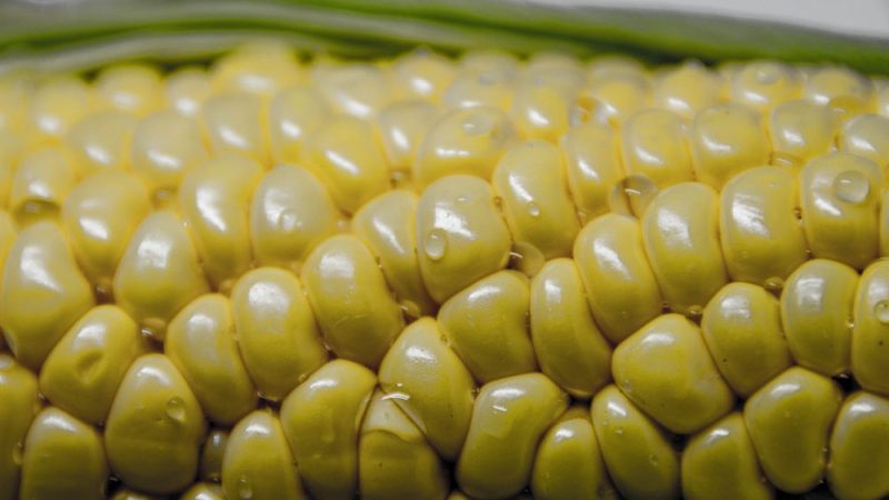 「遺伝子組み換え」食品の危険性に迫る!健康や環境への影響と2つのメリット