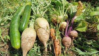 無農薬野菜が危険って本当？危険の回避方法や正しい選び方を徹底解説！ 